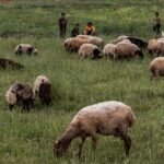 استمرار-التصدير-للخارج-يرفع-أسعار-الأضاحي-واللحوم-في-السوق-السورية.jpg