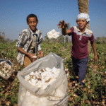 مصر-تحقق-قفزة-تاريخية-في-صادرات-الذهب-الأبيض.png