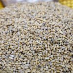 سوريا-تأخر-صرف-مستحقات-القمح-في-الجزيرة-يهدد-الموسم-الجديد.jpg